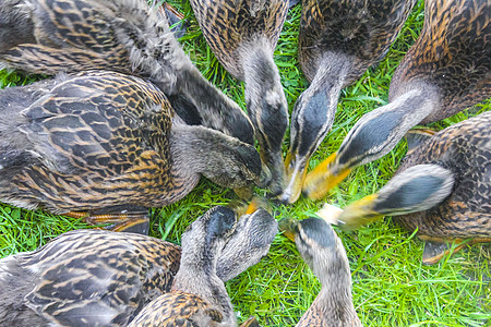 德国绿色草地天然背景的雄性母野鸭子男性野生动物女性观鸟荒野翅膀水鸟团体公园血泊图片