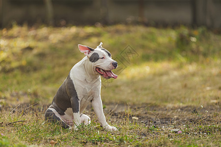 在操场上养狗的斗牛犬宠物犬类猎犬公园场地纯种小狗跑步朋友哺乳动物图片