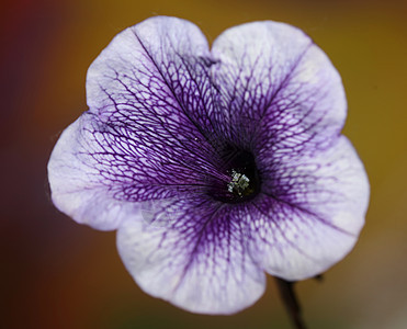 蓝色花朵 紧贴着Petunia 混合型家庭软体植物背景现代高品质的大型印刷家装饰生长香味热带园艺植物学紫色环境花园植被花瓣背景图片