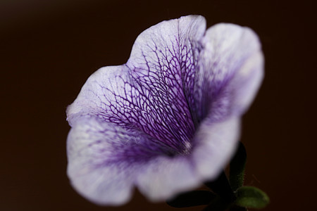 蓝色花朵 紧贴着Petunia 混合型家庭软体植物背景现代高品质的大型印刷家装饰紫色野花花园墙纸香味环境季节园艺植物群公园图片