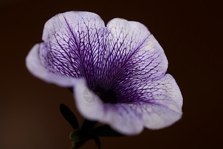 蓝色花朵 紧贴着Petunia 混合型家庭软体植物背景现代高品质的大型印刷家装饰植物群花园荒野紫色野花墙纸公园花瓣季节园艺图片