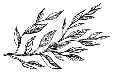 两枝树叶矢量图示衬套生长创造力植物框架植物学绘画枝条花朵插图图片