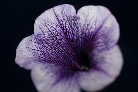 蓝色花朵 紧贴着Petunia 混合型家庭软体植物背景现代高品质的大型印刷家装饰宏观香味植物学园艺紫色热带生长野花墙纸公园背景图片