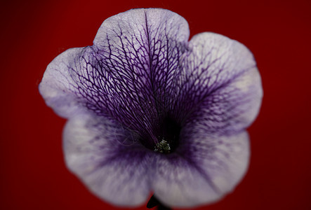 蓝色花朵 紧贴着Petunia 混合型家庭软体植物背景现代高品质的大型印刷家装饰紫色花园植被墙纸生长宏观花瓣公园野花季节图片