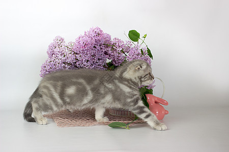 白背景的苏格兰小猫 Wiht lilac花床罩耳朵团体折叠哺乳动物虎斑毛皮宠物花朵猫咪图片
