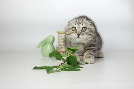 白背景的苏格兰小猫 Wiht lilac花折叠动物眼睛花朵床罩木板孩子宠物哺乳动物婴儿图片