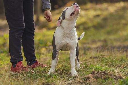 在操场上养狗的斗牛犬动物纯种狗公园衣领蓝色流浪花园猎犬跑步小狗图片