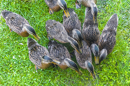 德国绿色草地天然背景的雄性母野鸭子男性荒野观鸟食物女性公园野生动物羽毛水鸟动物图片