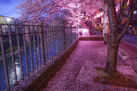 夜幕樱花夜景春夜植物粉色花瓣照明图片