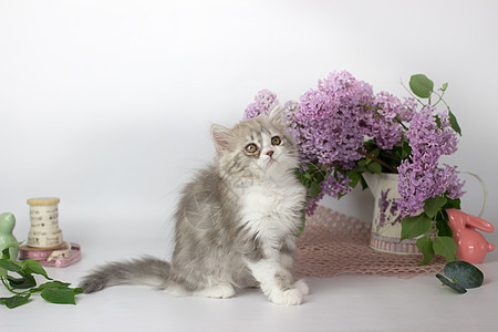 可爱的宠物 小猫咪种着苏格兰高地尖锐的小猫 在白色背景上 带有硅元素紫丁香短发蓝色折叠工具动物毛皮哺乳动物成套眼睛图片