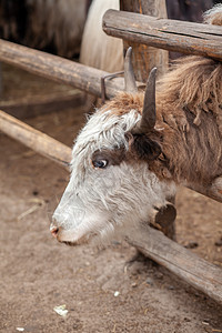 大牛头或大牛头和角 头部的肖像乳制品牛奶风光小牛牧场部位耳朵家畜动物哺乳动物图片