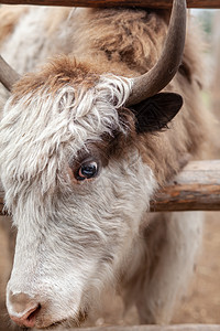 大牛头或大牛头和角 头部的肖像村庄奶牛场农业鼻子农村草地田园动物主题身体图片