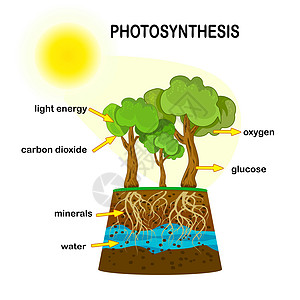 土壤根光合作用图表 植物产生氧的工艺;贴有标签的光合作用工艺设计图片