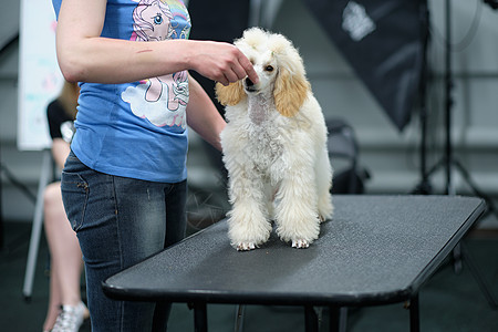 教练把一只小狗狗放在梳妆台上的架子上图片