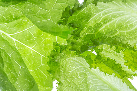 白色背景上隔离的新鲜生菜一叶 close up植物条款食物纤维营养蔬菜海报生产烹饪低脂肪图片