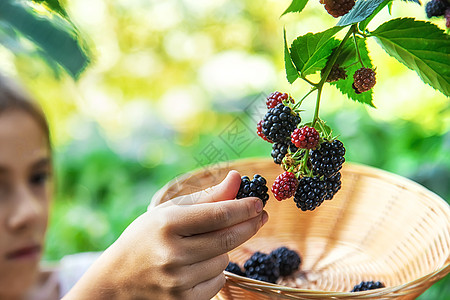 孩子在花园里收获黑莓 有选择的专注点饮食浆果家庭绿色植物童年环境园艺采摘水果衬套图片