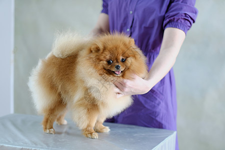 女新郎在美容桌边的架子上 养着一只小马犬图片