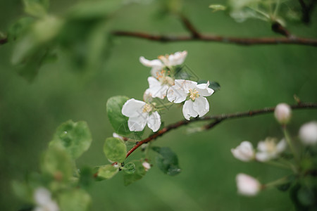 春天背景 有白花和苹果叶 模糊的春花背景 笑声叶子投标宏观晴天植物群花园植物苹果树植物学季节图片