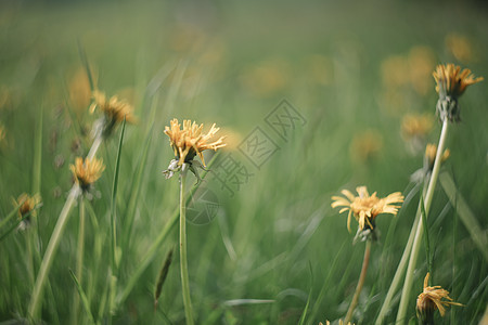 绿色草原背景上的黄亮花朵 春夏背景 青绿草地背景季节场地墙纸环境阳光草本植物叶子花园野花晴天图片