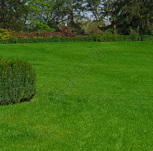 地貌景观 绿色修绿皮草坪和背景树木图片