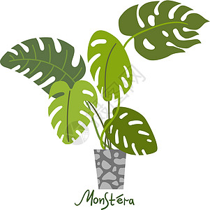 家庭种植矢量插图 城市丛林 植物是朋友花园植物群热带湿气播种机叶子树叶园艺房间温室图片