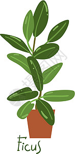 家庭种植矢量插图 城市丛林 植物是朋友叶子温室播种机花园园艺房间植物群热带湿气树叶图片