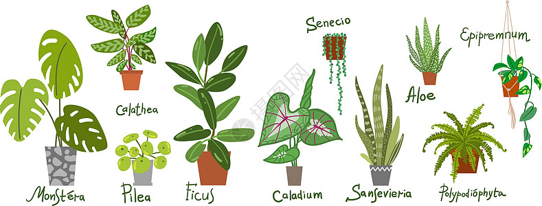 家庭种植矢量插图 城市丛林 植物是朋友温室园艺热带蕨类竹芋植物群花园湿气表皮树叶图片