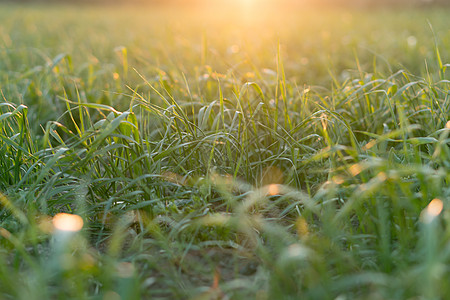 绿草的根和顶部 在阳光下闪耀叶子植物投标针茅草地公园花园草本植物草原宏观图片