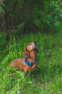 一只可爱的狗的肖像 坐在夏日绿色的草地上 纯种腊肠犬 服从概念 短毛红色腊肠犬站在草坪上 腊肠犬在户外散步犬类花园朋友小狗营养血图片