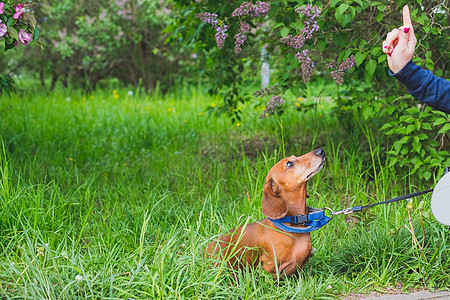 一只可爱的狗的肖像 坐在夏日绿色的草地上 纯种腊肠犬 服从概念 短毛红色腊肠犬站在草坪上 腊肠犬在户外散步衣领公园毛皮花园营养血图片