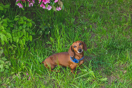 一只可爱的狗的肖像 坐在夏日绿色的草地上 纯种腊肠犬 服从概念 短毛红色腊肠犬站在草坪上 腊肠犬在户外散步血统公园猎犬营养毛皮打图片