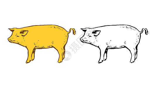 猪手画图 在白色背景上孤立的猪手画矢量插图图片