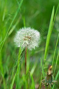 青草中生长着毛白花朵图片