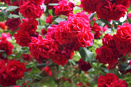 有许多红花瓣的灌木玫瑰开花芽植物学植物园艺花瓣浪漫灯笼裤花坛叶子宏观花园图片