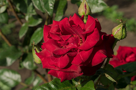 在植物绿叶背景上 红花瓣的灌木玫瑰露开芽蕾衬套浪漫叶子花园花坛植物群植物学灯笼裤玫瑰园艺图片