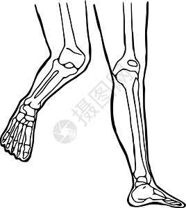 人的腿画了图标 膝盖和脚踝关节的解剖结构图纸设计科学身体骨骼骨科插图绘画大腿艺术生物学男性图片