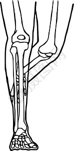 人的腿画了图标 膝盖和脚踝关节的解剖结构图纸设计铅笔骨骼涂鸦大腿插图绘画髌骨跑步男人药品图片