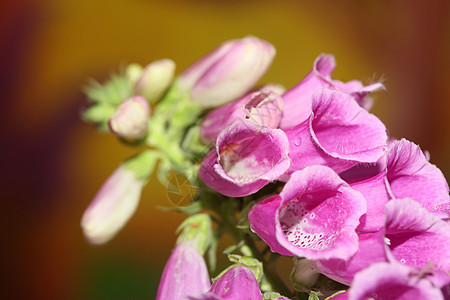 野生紫花特写现代植物背景紫花洋地黄科车前草科高品质大尺寸印刷品花园荒野日光紫色季节宏观叶子野花花瓣植物群图片