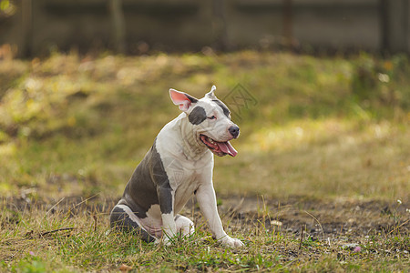 在操场上养狗的斗牛犬动物小狗幸福猎犬犬类场地宠物操场毛皮蓝色图片