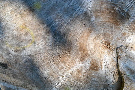 显示年轮的木制横截面伤害宏观木头丹皮工业材料木炭松树生活植物图片