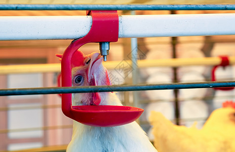 白母鸡农场 一只鸡站在节日附近食物公鸡男性账单脖子农业家禽羽毛小鸡宏观图片