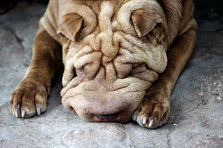 sharpei 正躺在凉亭旁边的地上休息舌头说谎宠物皱纹阴影小狗乐趣哺乳动物犬类鼻子图片