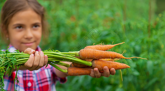 孩子把胡萝卜握在花园里 有选择的专注婴儿水果饮食叶子农场蔬菜孩子们生物食物生长图片