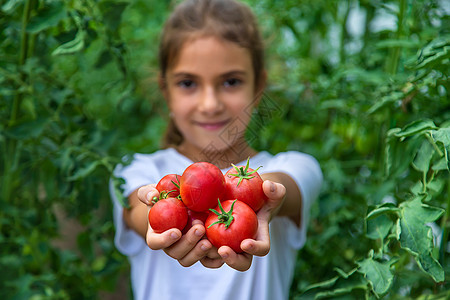 孩子在花园里收获番茄 有选择地集中注意力女孩乐趣叶子园丁园艺土壤女性国家环境农业图片