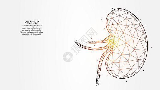 光背景人类肾脏的抽象多边形矢量说明; 内部器官低多元度设计; 神经学标语 模板或背景材料图片