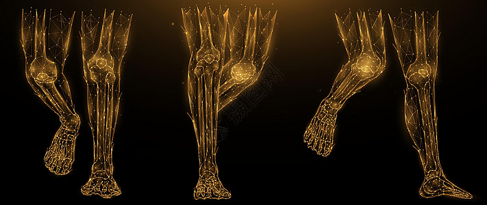 人腿解剖的多边形矢量图解 深色背景上的低聚艺术下肢 腿部解剖艺术的血肉和骨骼 医疗横幅或模板图片