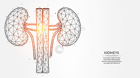 浅色背景下人体肾脏的抽象多边形矢量图解 内部器官低聚设计 肾脏病学医学横幅 模板或背景背景图片