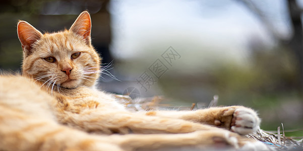 在温暖的夏日 一只红色家猫在干草中安静地休息的特写镜头 有趣的橙色虎斑猫正在晒太阳 可爱的宠物在春天的阳光下在干草上 带有复制空图片