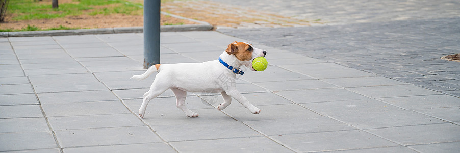 欢乐的小狗伙伴跑来跳去打网球 活跃的四条腿朋友们啊 Y 我在街上玩耍智力游戏街道行动跳跃空气犬类闲暇运动伴侣图片