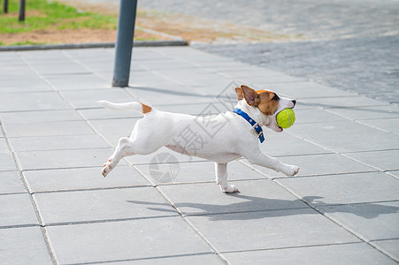 欢乐的小狗伙伴跑来跳去打网球 活跃的四条腿朋友们啊 Y 我在街上玩耍宠物闲暇朋友运动游戏空气生物猎犬伴侣动物图片
